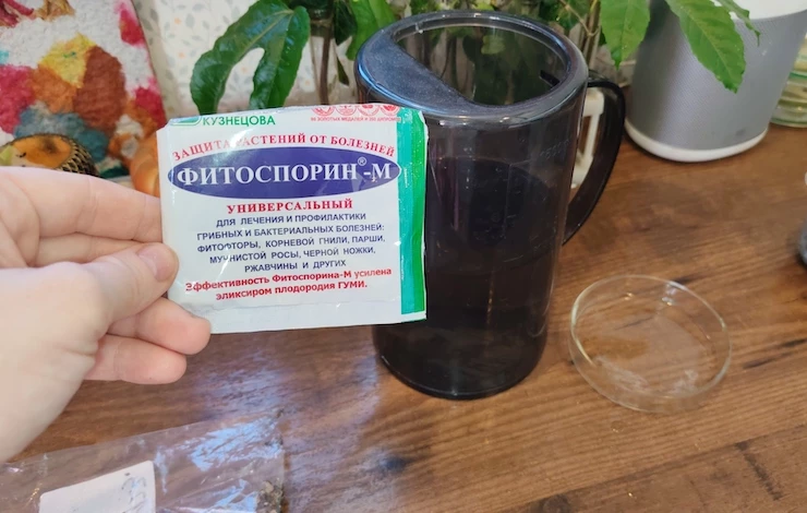 львиный зев выращивание