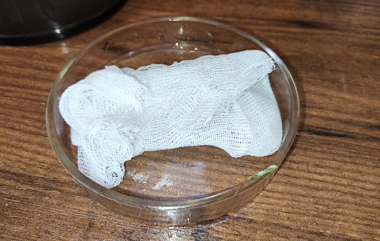 львиный зев выращивание из семян