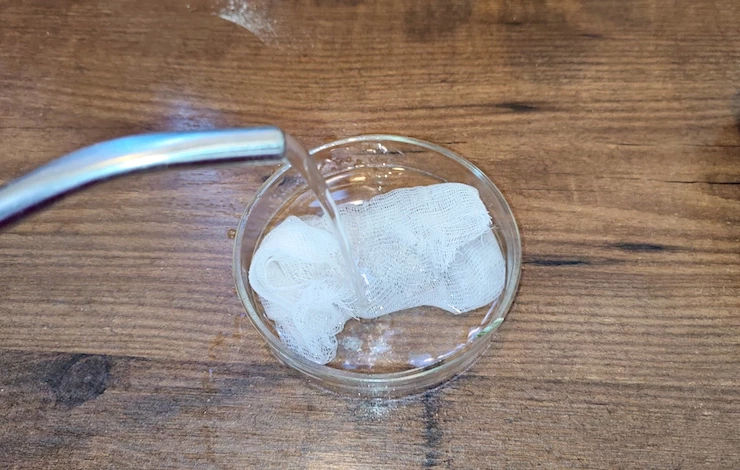 когда сажать львиный зев