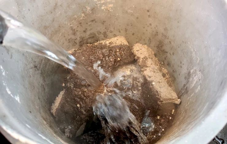 когда сажать на рассаду львиный зев