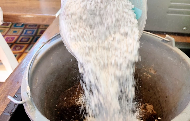 львиный зев выращивание рассады