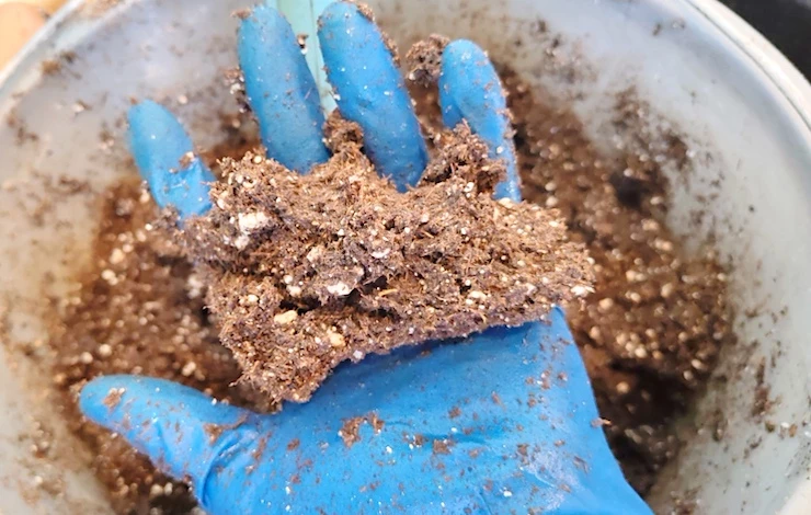 львиный зев условия