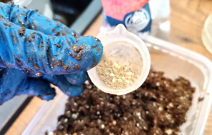 когда сажать семена львиного зева на рассаду