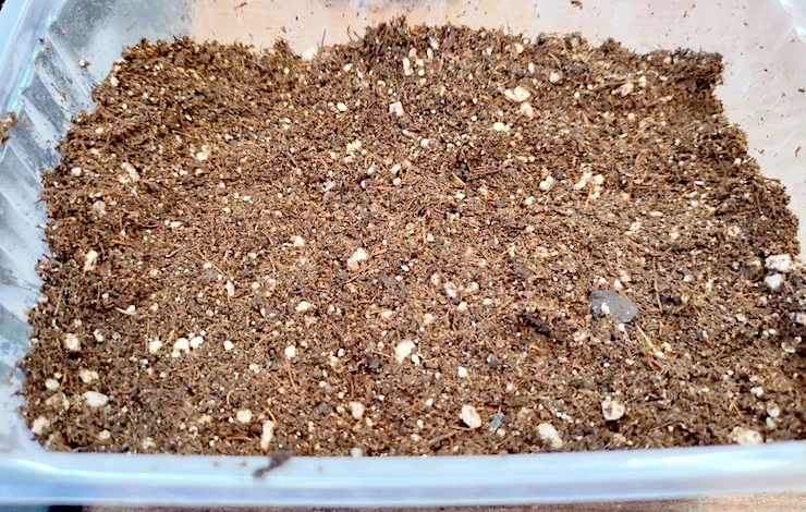 рассада львиного зева в домашних условиях