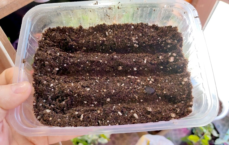 посев львиного зева