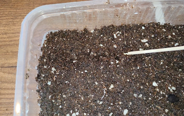 львиный зев посадка