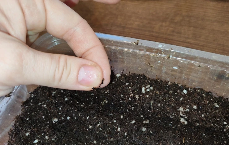 рассада львиного зева из семян