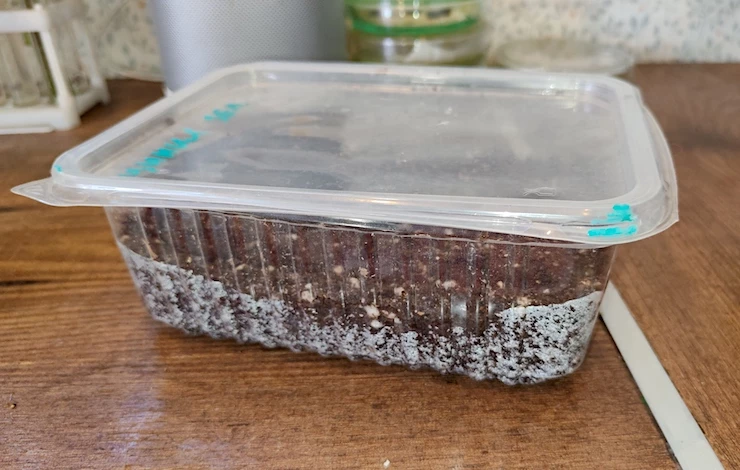 когда сажать львиный зев выращивание из семян