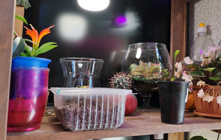 когда сеять львиный зев на рассаду