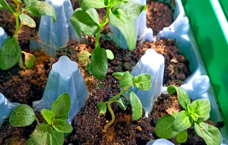 львиный зев выращивание из семян в домашних