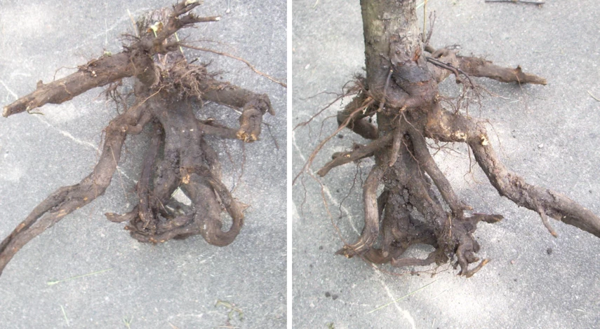 выбрать саженец груши