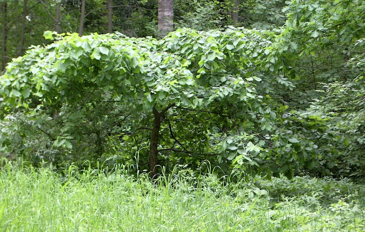 саженцы выбирайте правильно