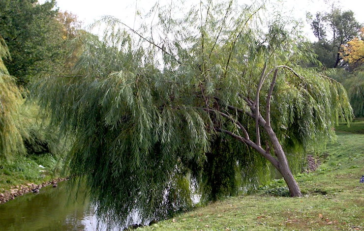 выбираем саженцы плодовых деревьев