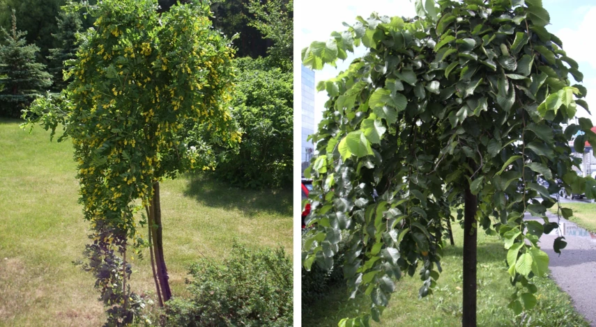 какой саженец выбрать