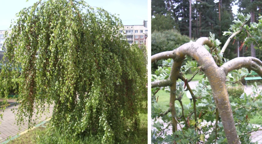 выбрать саженец для посадки