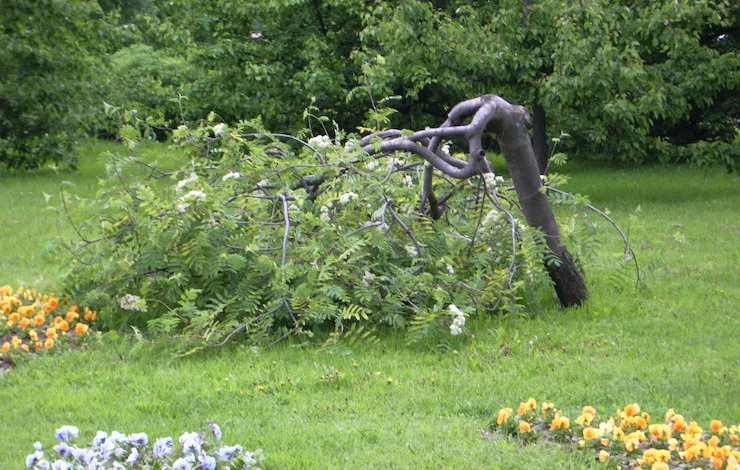 саженцы выбор