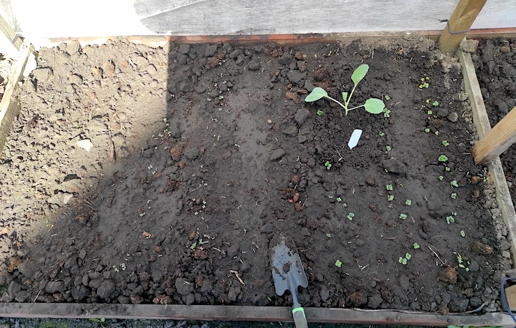 ранние посевы в теплицу