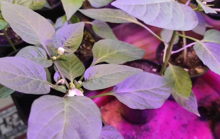 когда сеять перцы на рассаду