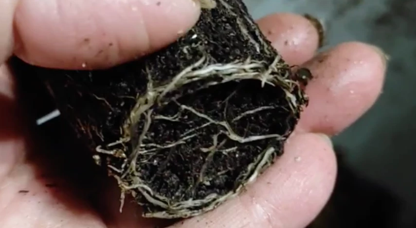 когда сажать баклажаны