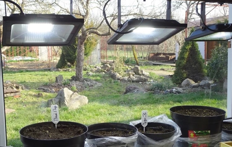 чтобы рассада быстрее росла