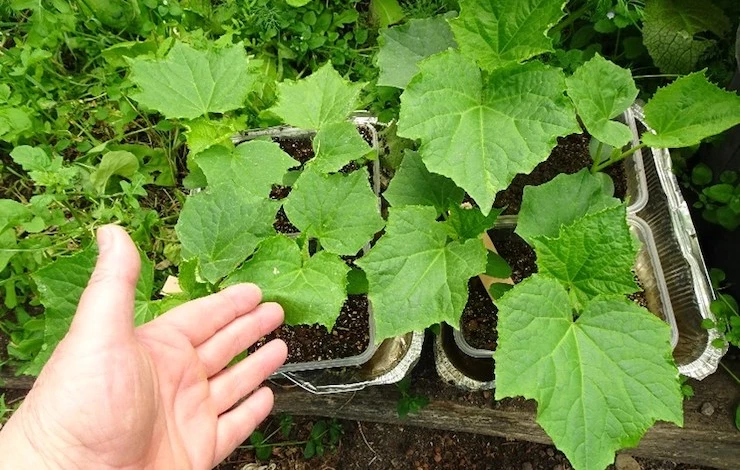 здоровая рассада