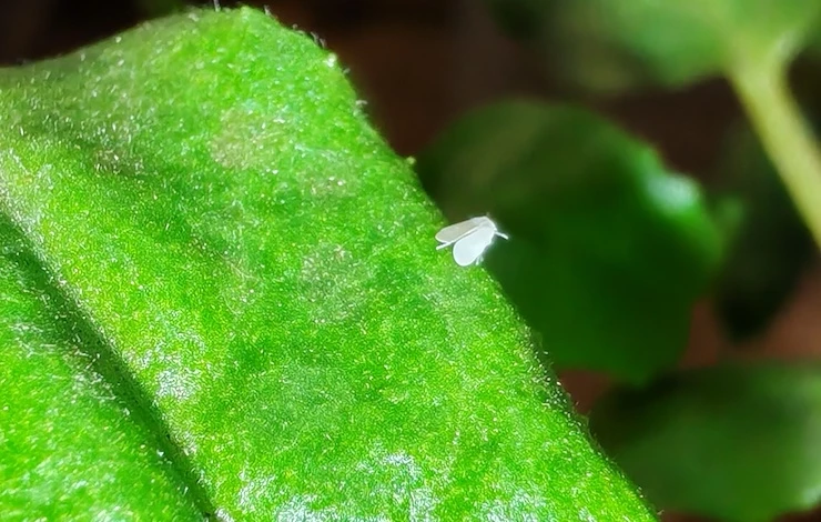 тля на рассаде томатов