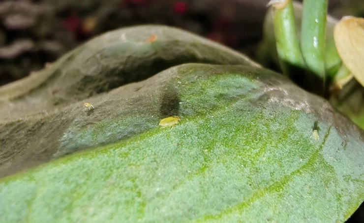 кто ест рассаду томатов