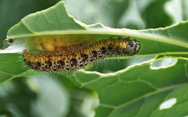 мошки на рассаде томатов