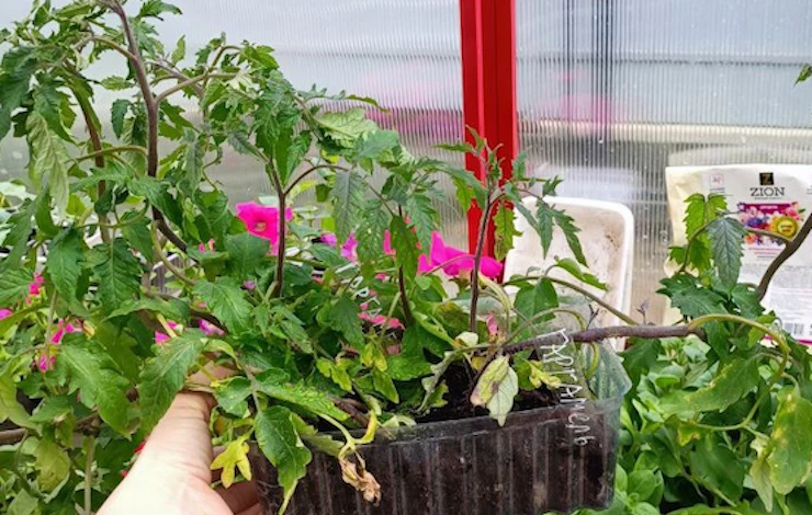 тля на рассаде томатов что делать