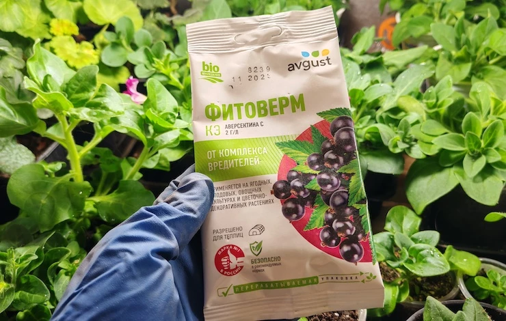 тля на рассаде томатов борьба