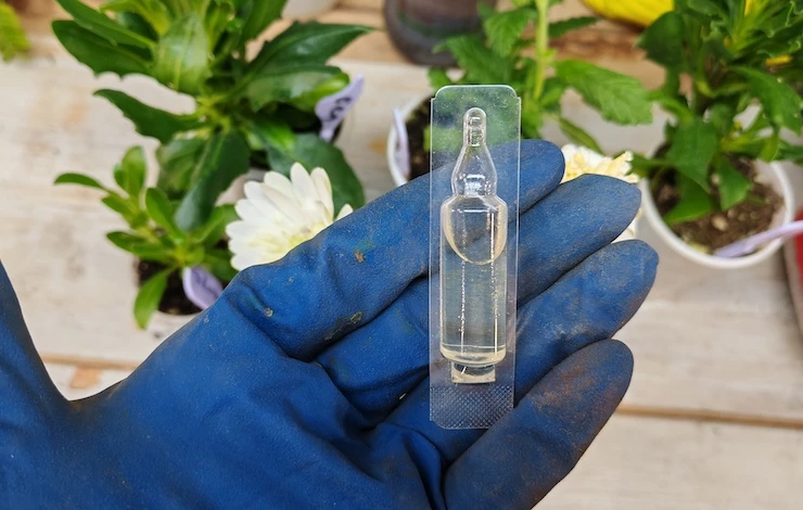 обработки рассады томатов