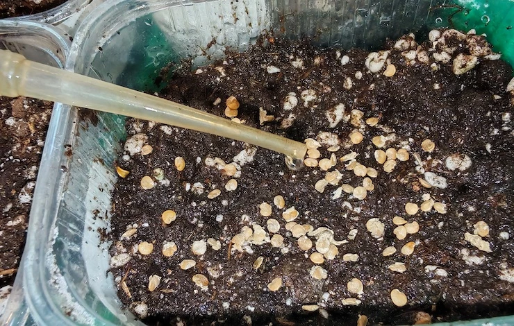 полив рассады баклажанов в домашних условиях