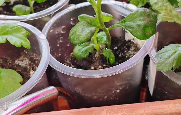 полив рассады баклажанов как часто