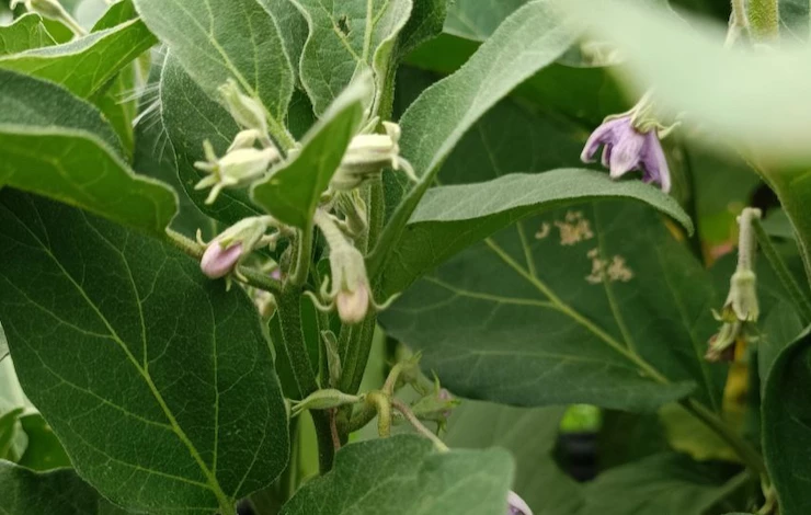 Чем полить рассаду баклажанов