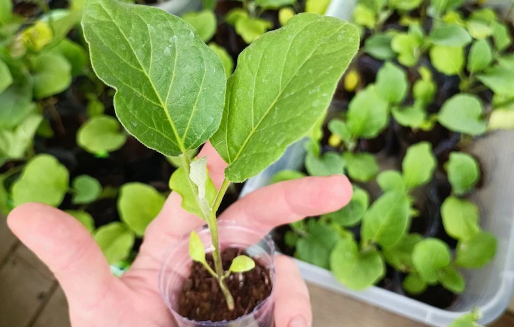 как поливать рассаду баклажанов