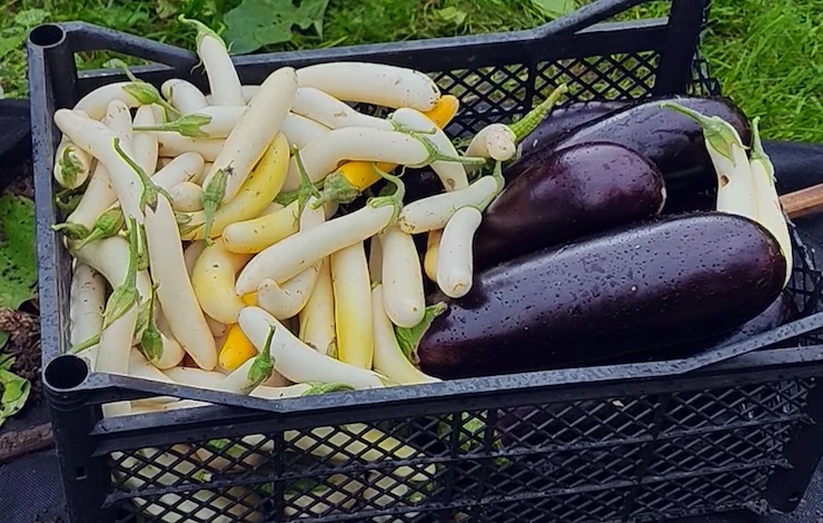 полив рассады баклажанов какой водой