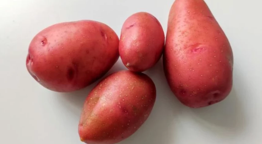 лучшие сорта картофеля 2025