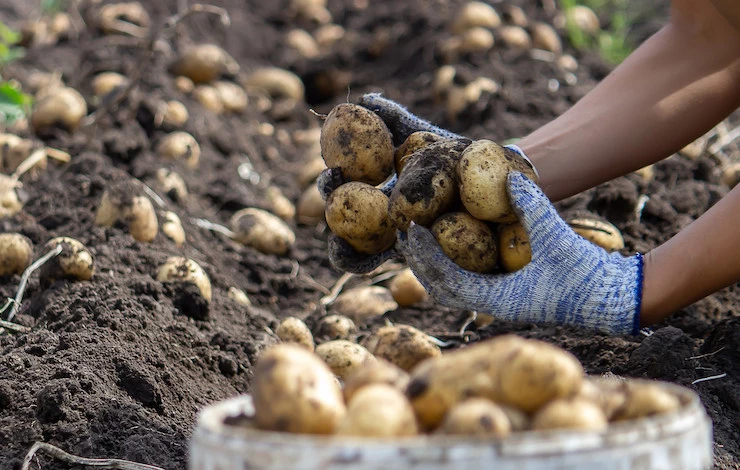 сорта картофеля для средней полосы