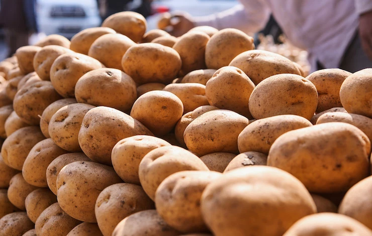 сорта картофеля для подмосковья