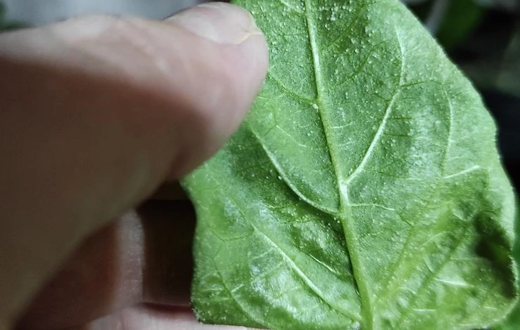 уход за рассадой в домашних условиях