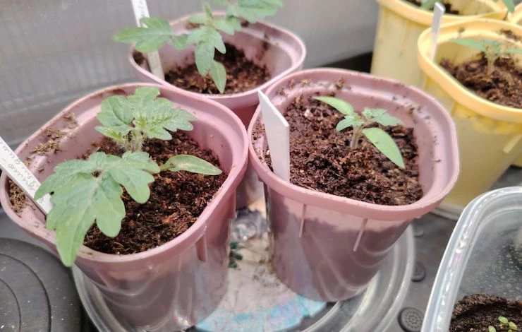 как ухаживать за рассадой