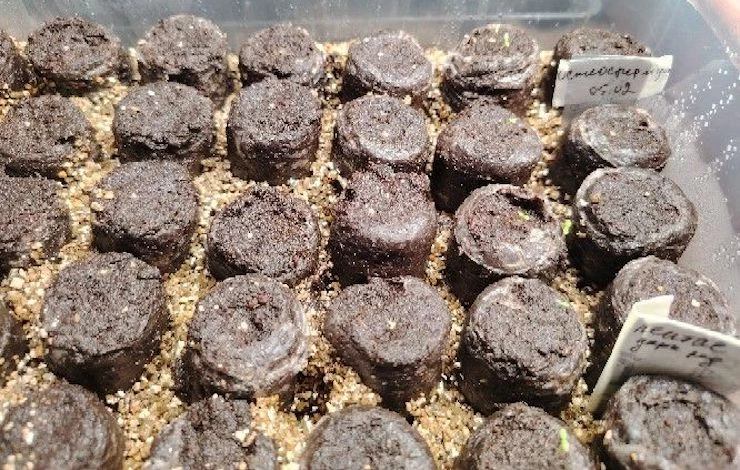 правильный уход за рассадой