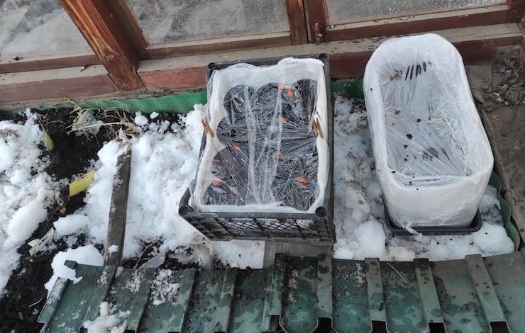 легкий уход за рассадой