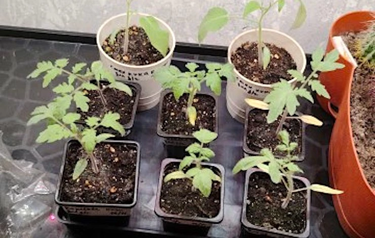 как расставить рассаду