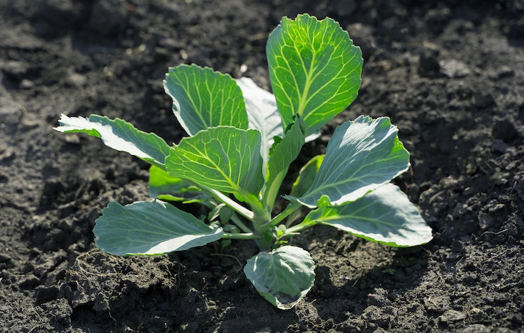 пикировка рассады капусты