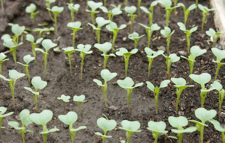 когда пикировать капусту