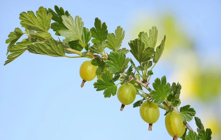 весенняя обрезка крыжовника