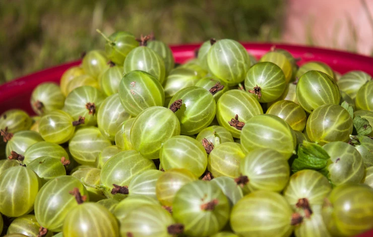 обрезка крыжовника для начинающих