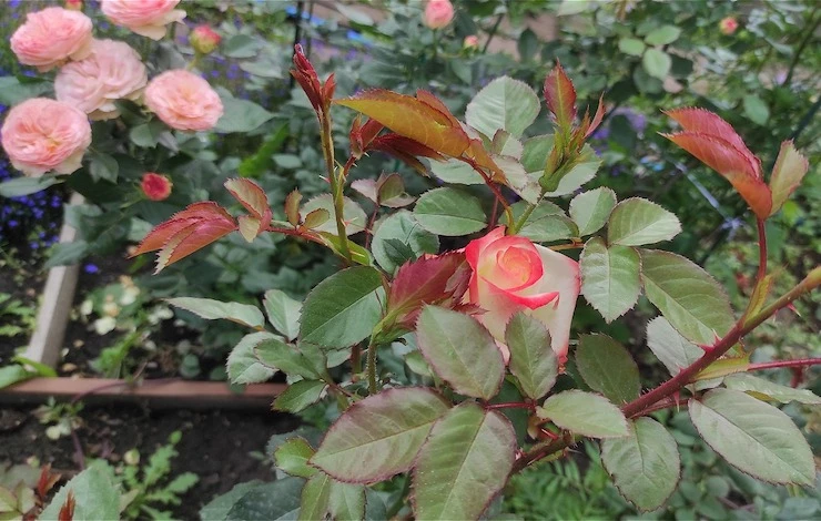 хранение саженцев зимой