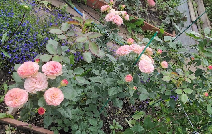 где хранить саженцы